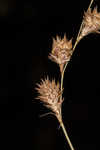 Eastern straw sedge